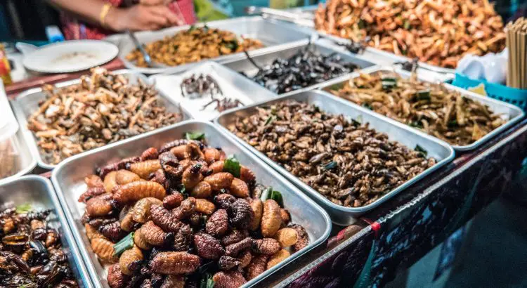 Insects – A key solution to global food system pressure? · Business School